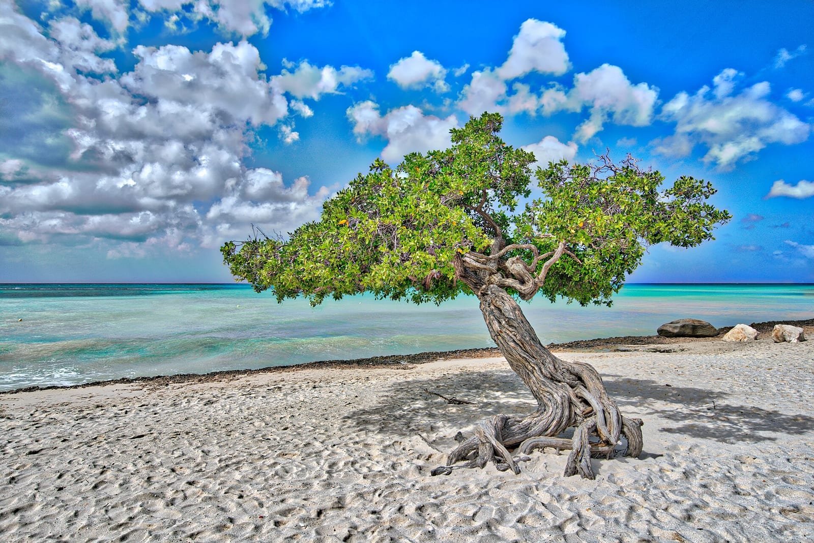Aruba — Aruba Divi Tree.jpg