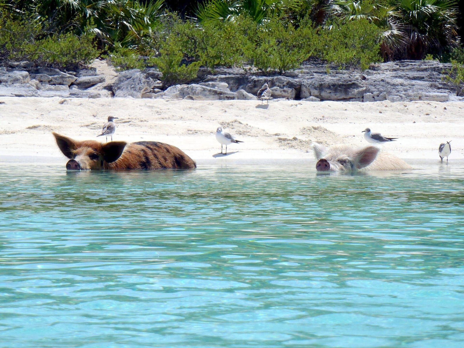The Bahamas — Pigs on the beach.jpg